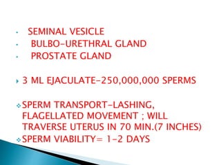 • SEMINAL VESICLE
• BULBO-URETHRAL GLAND
• PROSTATE GLAND
 3 ML EJACULATE-250,000,000 SPERMS
SPERM TRANSPORT-LASHING,
FLAGELLATED MOVEMENT ; WILL
TRAVERSE UTERUS IN 70 MIN.(7 INCHES)
SPERM VIABILITY= 1-2 DAYS
 