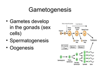 Gametogenesis
• Gametes develop
in the gonads (sex
cells)
• Spermatogenesis
• Oogenesis
 