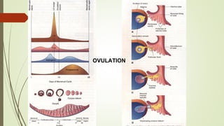 OVULATION
 