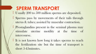 SPERM TRANSPORT
 Usually 200 to 500 million sperms are deposited.
 Sperms pass by movements of their tails through
uterus & tubes; assisted by muscular contraction.
 Prostaglandins present in the seminal plasma may
stimulate uterine motility at the time of
intercourse.
 It is not known how long it takes sperms to reach
the fertilization site but the time of transport is
short 5-45minutes.
 