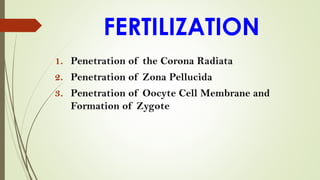 FERTILIZATION
1. Penetration of the Corona Radiata
2. Penetration of Zona Pellucida
3. Penetration of Oocyte Cell Membrane and
Formation of Zygote
 
