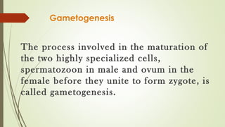 Gametogenesis Biology Diagrams
