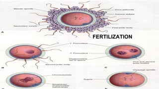 FERTILIZATION
 