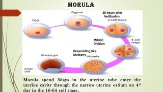 Morula
Mitotic
Division
Resembling like
Mulberry
30 hours after
fertilization
Morula spend 3days in the uterine tube enter the
uterine cavity through the narrow uterine ostium on 4th
day in the 16-64 cell stage.
 