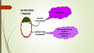 Form embryo
Form protective &
nutritive
membranes of
embryo
 