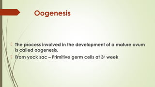 Oogenesis
 The process involved in the development of a mature ovum
is called oogenesis.
 From yock sac – Primitive germ cells at 3rd
week
 