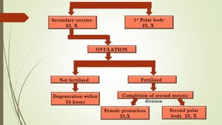 Secondary oocytes
23, X
1st
Polar body
23, X
OVULATION
Not fertilized Fertilized
Degeneration within
24 hours
Completion of second meiotic
division
Female pronucleus
23,X
Second polar
body 23, X
 