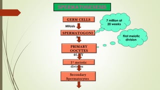 GERM CELLS
SPERMATOGONI
A First meiotic
division
PRIMARY
OOCYTES
46,XY
7 million at
20 weeks
Mitosis
1st
meiotic
division
Secondary
Spermatocytes
 
