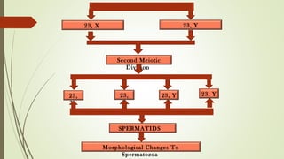 23, X 23, Y
Second Meiotic
Division
23,
X
Morphological Changes To
Spermatozoa
SPERMATIDS
23, Y23, Y23,
X
 