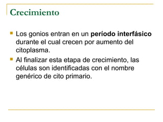 Crecimiento
 Los gonios entran en un período interfásico
durante el cual crecen por aumento del
citoplasma.
 Al finalizar esta etapa de crecimiento, las
células son identificadas con el nombre
genérico de cito primario.
 