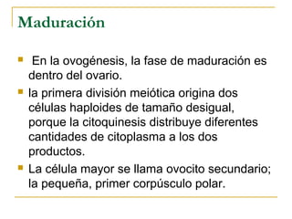 Maduración
 En la ovogénesis, la fase de maduración es
dentro del ovario.
 la primera división meiótica origina dos
células haploides de tamaño desigual,
porque la citoquinesis distribuye diferentes
cantidades de citoplasma a los dos
productos.
 La célula mayor se llama ovocito secundario;
la pequeña, primer corpúsculo polar.
 