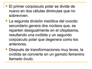  El primer corpúsculo polar se divide de
nuevo en dos células diminutas que no
sobreviven.
 La segunda división meiótica del ovocito
secundario genera dos núcleos que, se
reparten desigualmente en el citoplasma,
resultando una ovótida y un segundo
corpúsculo polar que degenera como los
anteriores.
 Después de transformaciones muy leves, la
ovótida se convierte en un gameto femenino
llamado óvulo.
 