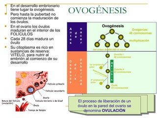 OVOGÉNESIS
 En el desarrollo embrionario
tiene lugar la ovogénesis.
 Pero hasta la pubertad no
comienza la maduración de
los óvulos.
 En el ovario los óvulos
maduran en el interior de los
FOLÍCULOS
 Cada 28 días madura un
óvulo
 Su citoplasma es rico en
sustancias de reserva:
VITELO, para nutrir al
embrión al comienzo de su
desarrollo
El proceso de liberación de un
óvulo en la pared del ovario se
denomina OVULACIÓN
El proceso de liberación de un
óvulo en la pared del ovario se
denomina OVULACIÓN
 