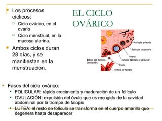 EL CICLO
OVÁRICO
 Los procesos
cíclicos:
 Ciclo ovárico, en el
ovario
 Ciclo menstrual, en la
mucosa uterina.
 Ambos ciclos duran
28 días, y se
manifiestan en la
menstruación.
 Fases del ciclo ovárico:Fases del ciclo ovárico:

FOLICULAR: rápido crecimiento y maduración de un folículoFOLICULAR: rápido crecimiento y maduración de un folículo

OVULACIÓN: expulsión del óvulo que es recogido de la cavidadOVULACIÓN: expulsión del óvulo que es recogido de la cavidad
abdominal por la trompa de falopioabdominal por la trompa de falopio

LÚTEA: el resto de folículo se transforma en el cuerpo amarillo queLÚTEA: el resto de folículo se transforma en el cuerpo amarillo que
degenera hasta desaparecerdegenera hasta desaparecer
 