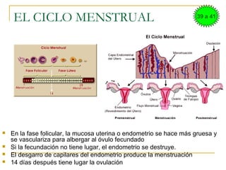 EL CICLO MENSTRUAL
 En la fase folicular, la mucosa uterina o endometrio se hace más gruesa y
se vasculariza para albergar al óvulo fecundado
 Si la fecundación no tiene lugar, el endometrio se destruye.
 El desgarro de capilares del endometrio produce la menstruación
 14 días después tiene lugar la ovulación
39 a 41
 