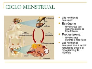 CICLO MENSTRUAL
 Las hormonas
sexuales:
 Estrógeno
 Niveles que van
subiendo desde la
fase folicular
 Progesterona:
 Niveles altos
durante la fase lútea
 Las hormonas
sexuales son a la vez
reguladas desde el
hipotálamo y la
hipófisis
 