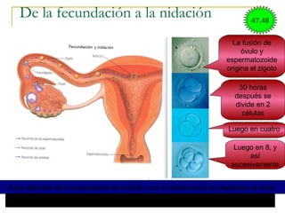 De la fecundación a la nidación
La fusión de
óvulo y
espermatozoide
origina el zigoto
30 horas
después se
divide en 2
células
Luego en cuatro
Luego en 8, y
así
sucesivamente
A los dos días de la fecundación el embrión con 8 células inicia su descenso al útero
Al cabo de una semana el embrión se implanta en la mucosa uterina  NIDACIÓN
47,48
 