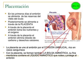 Placentación
 En los primeros días el embrión
se alimenta de las reservas del
vitelo del óvulo
 Posteriormente se alimenta a
través de la PLACENTA
 A través de la placenta el
embrión toma los nutrientes y
el oxígeno
 A través de la placenta el
embrión elimina dióxido de
carbono y desechos celulares.
 La placenta se une al embrión por el CORDÓN UMBILICAL, rico enLa placenta se une al embrión por el CORDÓN UMBILICAL, rico en
vasos sanguíneosvasos sanguíneos
 Con la placenta, se forman también LA BOLSA AMNIÓTICA, su finaCon la placenta, se forman también LA BOLSA AMNIÓTICA, su fina
membrana contiene el LÍQUIDO AMNIÓTICO que rodea y protege almembrana contiene el LÍQUIDO AMNIÓTICO que rodea y protege al
embriónembrión
49 a 52
 
