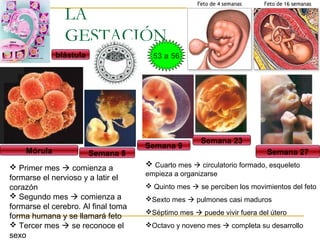 LA
GESTACIÓN
Mórula Semana 8
Semana 9
Semana 23
Semana 27
 Primer mes  comienza a
formarse el nervioso y a latir el
corazón
 Segundo mes  comienza a
formarse el cerebro. Al final toma
forma humana y se llamará feto
 Tercer mes  se reconoce el
sexo
 Cuarto mes  circulatorio formado, esqueleto
empieza a organizarse
 Quinto mes  se perciben los movimientos del feto
Sexto mes  pulmones casi maduros
Séptimo mes  puede vivir fuera del útero
Octavo y noveno mes  completa su desarrollo
53 a 56blástula
 