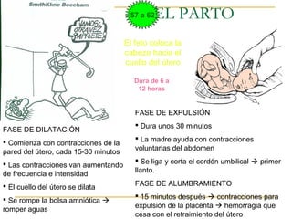 EL PARTO
El feto coloca la
cabeza hacia el
cuello del útero
Dura de 6 a
12 horas
FASE DE DILATACIÓN
 Comienza con contracciones de la
pared del útero, cada 15-30 minutos
 Las contracciones van aumentando
de frecuencia e intensidad
 El cuello del útero se dilata
 Se rompe la bolsa amniótica 
romper aguas
FASE DE EXPULSIÓN
 Dura unos 30 minutos
 La madre ayuda con contracciones
voluntarias del abdomen
 Se liga y corta el cordón umbilical  primer
llanto.
FASE DE ALUMBRAMIENTO
 15 minutos después  contracciones para
expulsión de la placenta  hemorragia que
cesa con el retraimiento del útero
57 a 62
 