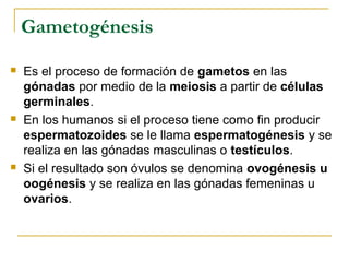 Gametogénesis
 Es el proceso de formación de gametos en las
gónadas por medio de la meiosis a partir de células
germinales.
 En los humanos si el proceso tiene como fin producir
espermatozoides se le llama espermatogénesis y se
realiza en las gónadas masculinas o testículos.
 Si el resultado son óvulos se denomina ovogénesis u
oogénesis y se realiza en las gónadas femeninas u
ovarios.
 