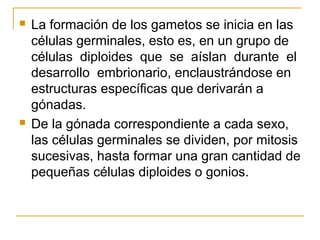  La formación de los gametos se inicia en las
células germinales, esto es, en un grupo de
células diploides que se aíslan durante el
desarrollo embrionario, enclaustrándose en
estructuras específicas que derivarán a
gónadas.
 De la gónada correspondiente a cada sexo,
las células germinales se dividen, por mitosis
sucesivas, hasta formar una gran cantidad de
pequeñas células diploides o gonios.
 