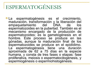 ESPERMATOGÉNESIS
 La espermatogénesis es el crecimiento,
maduración, transformación y la liberación del
empaquetamiento del DNA de los
espermatozoides en la pubertad. También es el
mecanismo encargado de la producción de
espermatozoides; es la gametogénesis en el
hombre. Este proceso se produce en las
gónadas, aunque la maduración final de los
espermatozoides se produce en el epidídimo.
La espermatogénesis tiene una duración
aproximada de 62 a 75 días en la especie
humana, y consta de tres fases o etapas: fase
proliferativa, meiosis o espermatocitogénesis, y
espermiogénesis o espermiohistogénesis.
 