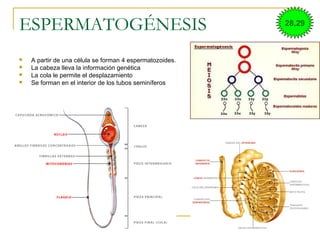 ESPERMATOGÉNESIS
 A partir de una célula se forman 4 espermatozoides.
 La cabeza lleva la información genética
 La cola le permite el desplazamiento
 Se forman en el interior de los tubos seminíferos
28,29
 