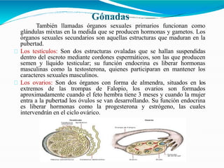 Gónadas
También llamadas órganos sexuales primarios funcionan como
glándulas mixtas en la medida que se producen hormonas y gametos. Los
órganos sexuales secundarios son aquellas estructuras que maduran en la
pubertad.
Los testículos: Son dos estructuras ovaladas que se hallan suspendidas
dentro del escroto mediante cordones espermáticos, son las que producen
semen y líquido testicular; su función endocrina es liberar hormonas
masculinas como la testosterona, quienes participaran en mantener los
caracteres sexuales masculinos.
Los ovarios: Son dos órganos con forma de almendra, situados en los
extremos de las trompas de Falopio, los ovarios son formados
aproximadamente cuando el feto hembra tiene 3 meses y cuando la mujer
entra a la pubertad los óvulos se van desarrollando. Su función endocrina
es liberar hormonas como la progesterona y estrógeno, las cuales
intervendrán en el ciclo ovárico.
 