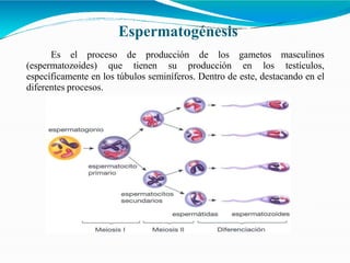 Espermatogénesis
Es el proceso de producción de los gametos masculinos
(espermatozoides) que tienen su producción en los testículos,
específicamente en los túbulos seminíferos. Dentro de este, destacando en el
diferentes procesos.
 