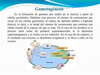 Gametogénesis
Es la formación de gametos por medio de la meiosis a partir de
células germinales. Mediante este proceso, el número de cromosomas que
existe en las células germinales se reduce de diploide (doble) a haploide
(único), es decir, a la mitad del número de cromosomas que contiene una
célula normal de la especie de que se trate. En el caso de los hombres si el
proceso tiene como fin producir espermatozoides se le denomina
espermatogénesis y se realiza en los testículos. En el caso de las mujeres, si
el resultado son ovocitos se denomina ovogénesis y se lleva a cabo en los
ovarios.
 