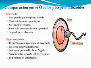 Comparación entre Óvulos y Espermatozoides
Ovocito II
Más grande que el espermatozoide.
Tiene vitelo (reserva nutritiva).
No tiene movimiento.
Sirve solo uno de cada célula germinal.
Se produce en el ovario.
Espermatozoide
Pequeño en comparación al ovocitoII.
No tiene reservasnutritivas.
Se mueve por medio de suflagelo.
Sirven cuatro de cada célulagerminal.
Se produce en el testículo.
 