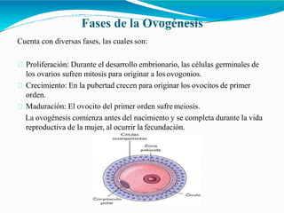 Fases de la Ovogénesis
Cuenta con diversas fases, las cuales son:
Proliferación: Durante el desarrollo embrionario, las células germinales de
los ovarios sufren mitosis para originar a los ovogonios.
Crecimiento: En la pubertad crecen para originar los ovocitos de primer
orden.
Maduración: El ovocito del primer orden sufre meiosis.
La ovogénesis comienza antes del nacimiento y se completa durante la vida
reproductiva de la mujer, al ocurrir la fecundación.
 