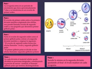 Fase 1
La ovogonia entra en un período de
crecimiento que dura aproximadamente
7 días y se transforma en un ovocito de
primer orden.
Fase 2
El ovocito de primer orden entra a la primera
división meiótica originando dos células,
una grande llamada ovocito de segundo
orden y una pequeña que denomina primer
glóbulo polar.
Fase 3
Tanto el ovocito de segundo orden como el
primer glóbulo polar, entran a la segunda
división meiótica y originan lo siguiente:
* El ovocito de segundo orden forma dos
células llamadas: óvulo y segundo glóbulo
polar.
* El primer glóbulo polar se divide en dos
células llamadas: segundos glóbulos polares
Fase 4
En cada división el material celular queda
dividido en porciones desiguales, constituyendo
la porción de menor cantidad, el llamado
glóbulo polar que termina desintegrándose.
Fase 5
Sucede lo mismo en la segunda división
quedando al final el óvulo maduro en cada
ovogonia.
 