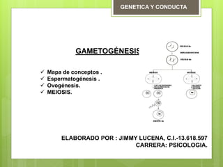 GENETICA Y CONDUCTA
GAMETOGÉNESIS
 Mapa de conceptos .
 Espermatogénesis .
 Ovogénesis.
 MEIOSIS.
ELABORADO POR : JIMMY LUCENA, C.I.-13.618.597
CARRERA: PSICOLOGIA.
 
