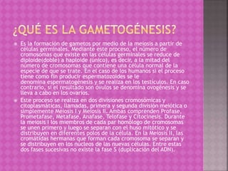  Es la formación de gametos por medio de la meiosis a partir de
células germinales. Mediante este proceso, el número de
cromosomas que existe en las células germinales se reduce de
diploide(doble) a haploide (único), es decir, a la mitad del
número de cromosomas que contiene una célula normal de la
especie de que se trate. En el caso de los humanos si el proceso
tiene como fin producir espermatozoides se le
denomina espermatogénesis y se realiza en los testículos. En caso
contrario, si el resultado son óvulos se denomina ovogénesis y se
lleva a cabo en los ovarios.
 Este proceso se realiza en dos divisiones cromosómicas y
citoplasmáticas, llamadas, primera y segunda división meiótica o
simplemente Meiosis I y Meiosis II. Ambas comprenden Profase,
Prometafase, Metafase, Anafase, Telofase y Citocinesis. Durante
la meiosis I los miembros de cada par homólogo de cromosomas
se unen primero y luego se separan con el huso mitótico y se
distribuyen en diferentes polos de la célula. En la Meiosis II, las
cromátidas hermanas que forman cada cromosoma se separan y
se distribuyen en los núcleos de las nuevas células. Entre estas
dos fases sucesivas no existe la fase S (duplicación del ADN).
 