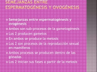  Semejanzas entre espermatogénesis y
ovogénesis
 Ambos son sub-procesos de la gametogénesis
 Los 2 producen gametos
 En ambos se produce la meiosis
 Los 2 son procesos de la reproducción sexual
en mamíferos
 Ambos procesos se producen dentro de las
gónadas
 Los 2 inician sus fases a partir de la meiosis
 