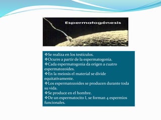 Se realiza en los testículos.
Ocurre a partir de la espermatogonia.
Cada espermatogonia da origen a cuatro
espermatozoides.
En la meiosis el material se divide
equitativamente.
Los espermatozoides se producen durante toda
su vida.
Se produce en el hombre.
De un espermatocito I, se forman 4 espermios
funcionales.
 