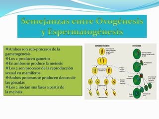 Ambos son sub-procesos de la
gametogénesis
Los 2 producen gametos
En ambos se produce la meiosis
Los 2 son procesos de la reproducción
sexual en mamíferos
Ambos procesos se producen dentro de
las gónadas
Los 2 inician sus fases a partir de
la meiosis
 