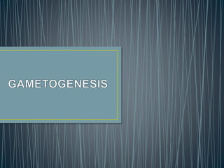 Gametogenesis | PPTX