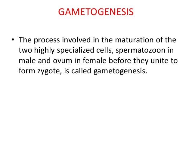 gametogenesis 2 638 jpg cb 1504245008 true or false humans form gametes by a process called gametogenesis