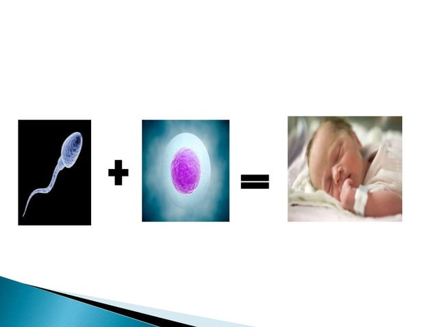 Gametogenesis | PPTX