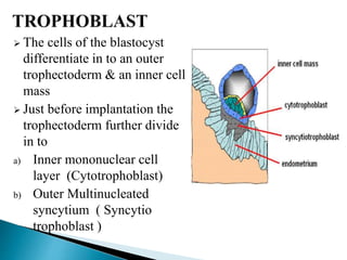 Gametogenesis | PPTX