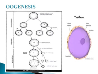 Gametogenesis | PPTX