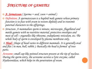 STRUCTURE OF GAMETES
 A. Sermatzoan ( Sperma = seed, zoon = animal )
 Definition: A spermatozoan is a haploid male gamete whose primary
function is to fuse with ovum to restore diploidy and to transmit
paternal characters to the offsprings.
 Structure. A mammalian sperm is minute, microscopic, flagellated and
motile gamete with no nutritive material, protective envelopes and
most of cell – organelles like ribosome, endoplasmic reticulum, etc. The
whole body of sperm is enveloped by plasma membrane only.
1. Head : Shape of head varies in different mammals. It is generally oval
and flat ( in man, bull, rabbit ). Basically the head is formed of two
parts.
Acrosome :small cap-like pointed structure present at the tip of nucleus.
During the sperm entry, the acrosome secretes a lytic enzyme, called
Hyaluronidase, which helps in the penetration of ovum.
 