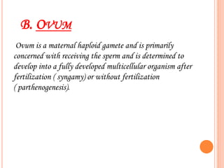 B. OVUM
Ovum is a maternal haploid gamete and is primarily
concerned with receiving the sperm and is determined to
develop into a fully developed multicellular organism after
fertilization ( syngamy) or without fertilization
( parthenogenesis).
 