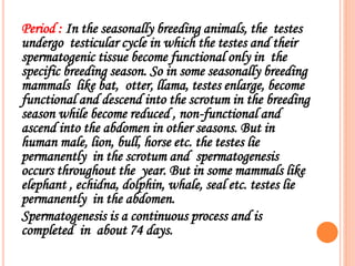 Period : In the seasonally breeding animals, the testes
undergo testicular cycle in which the testes and their
spermatogenic tissue become functional only in the
specific breeding season. So in some seasonally breeding
mammals like bat, otter, llama, testes enlarge, become
functional and descend into the scrotum in the breeding
season while become reduced , non-functional and
ascend into the abdomen in other seasons. But in
human male, lion, bull, horse etc. the testes lie
permanently in the scrotum and spermatogenesis
occurs throughout the year. But in some mammals like
elephant , echidna, dolphin, whale, seal etc. testes lie
permanently in the abdomen.
Spermatogenesis is a continuous process and is
completed in about 74 days.
 