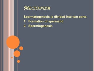 MECHANISM
Spermatogenesis is divided into two parts.
1. Formation of spermatid
2. Spermiogenesis
 