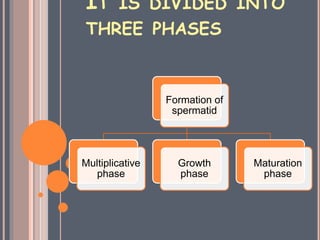 IT IS DIVIDED INTO
THREE PHASES
Formation of
spermatid
Multiplicative
phase
Growth
phase
Maturation
phase
 
