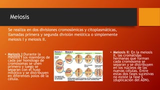 Meiosis
• Meiosis I:Durante la
meiosis I los miembros de
cada par homólogo de
cromosomas se unen
primero y luego se
separan con el huso
mitótico y se distribuyen
en diferentes polos de la
célula.
• Meiosis II: En la meiosis
II, las cromátidas
hermanas que forman
cada cromosoma se
separan y se distribuyen
en los núcleos de las
nuevas células. Entre
estas dos fases sucesivas
no existe la fase S
(duplicación del ADN).
Se realiza en dos divisiones cromosómicas y citoplasmáticas,
llamadas primera y segunda división meiótica o simplemente
meiosis I y meiosis II.
 